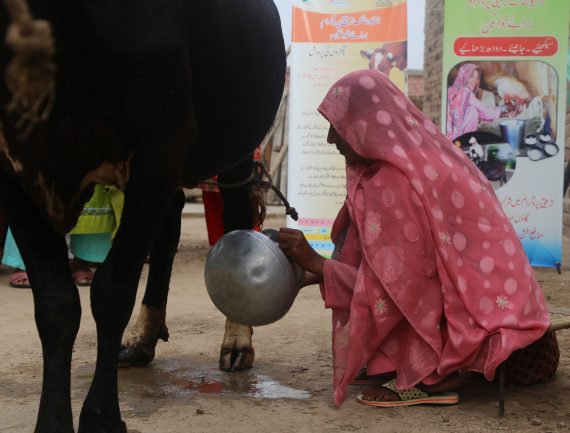 Woman in pink headscarf milking black and white cow on dirt ground, with dairy products poster in background.