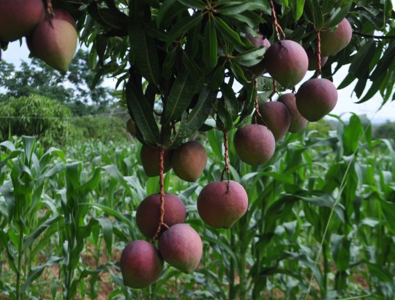 Close-up of ripe mangoes on a tree, surrounded by green corn stalks.