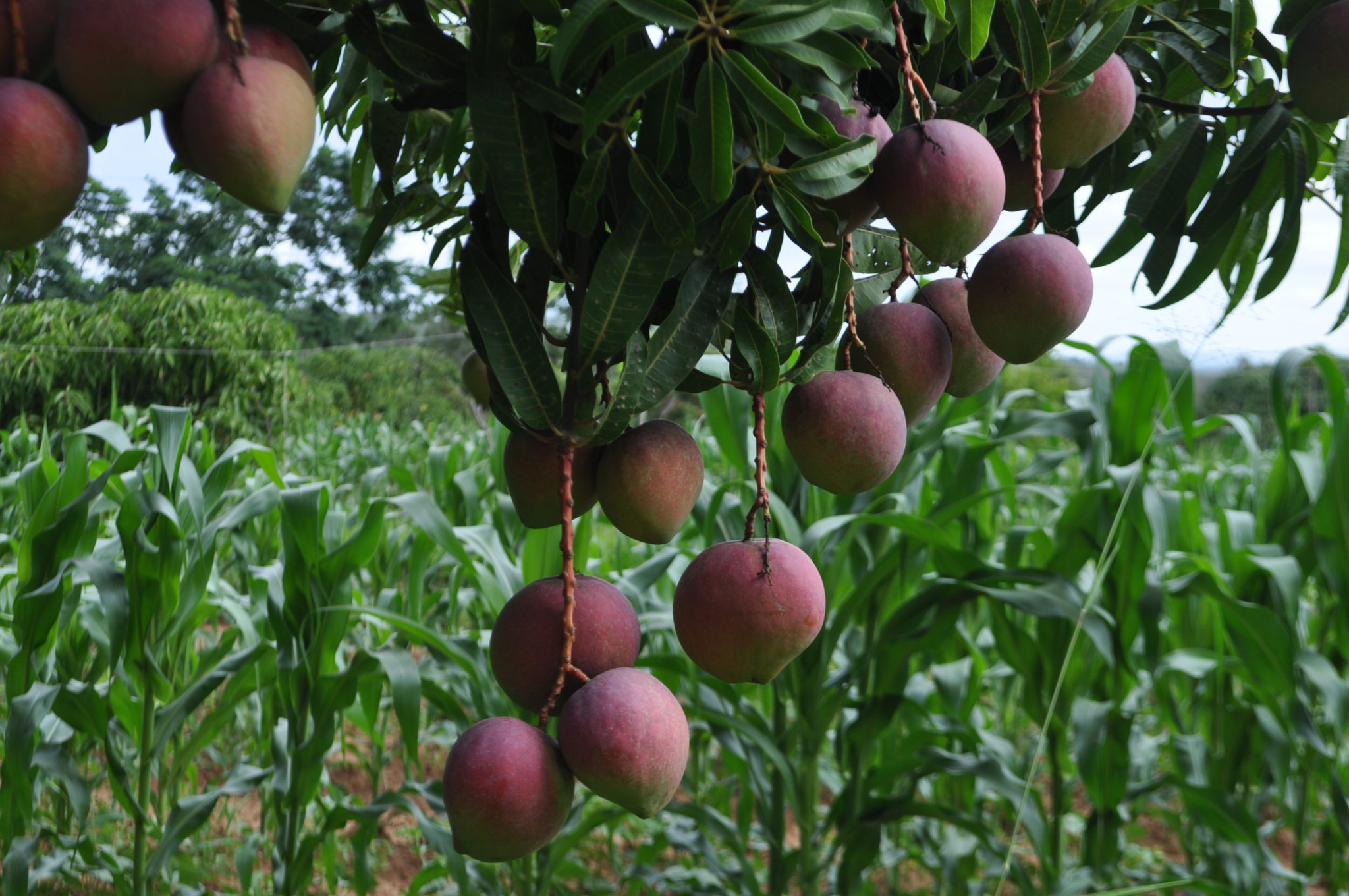 Income from waste mango seeds for smallholders in Kenya