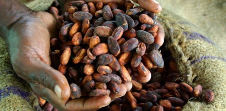 Hands holding brown cocoa beans with rough texture, spilling onto burlap sack. Depicts cocoa bean harvesting process.