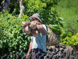 Partnership Profile: Cracking the coconut in Samoa