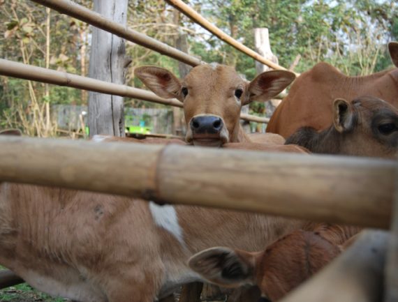 Brown cow with white markings looks at camera behind wooden fence, with other cows nearby. .