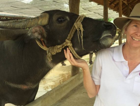 Woman in white polo shirt with purple logo smiles and pets black water buffalo in enclosure, wearing beige hat.