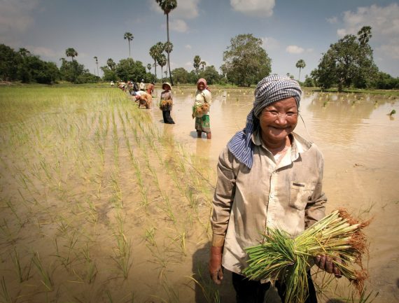 Woman smiles, holding rice seedlings in flooded paddy field. Others work, planting seedlings.