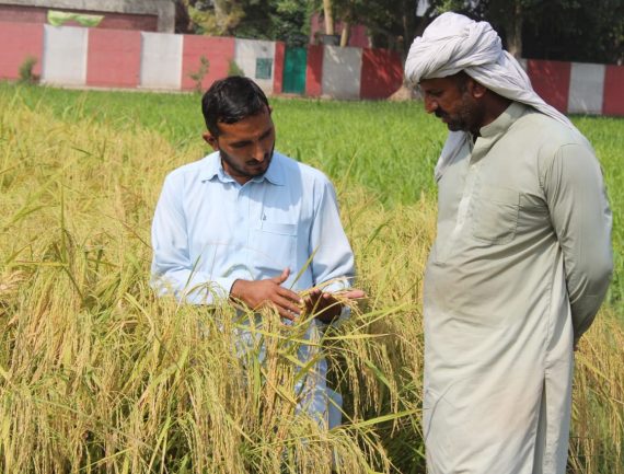 Two men in a grain field talking. One in light blue shirt, the other in white turban and gray tunic. Tall, gold grain.