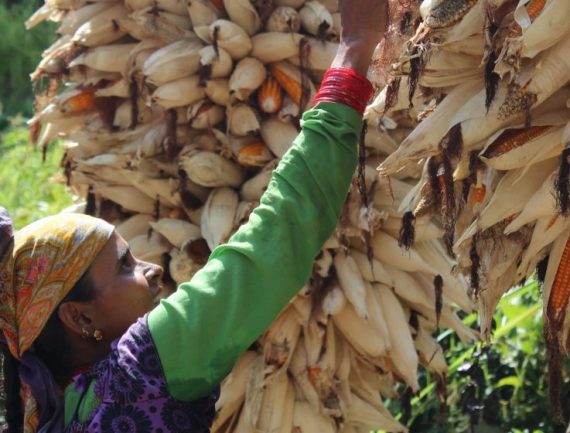 Woman harvesting dried corn husks from tree in colourful headscarf and traditional dress..