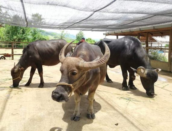 Carabao
