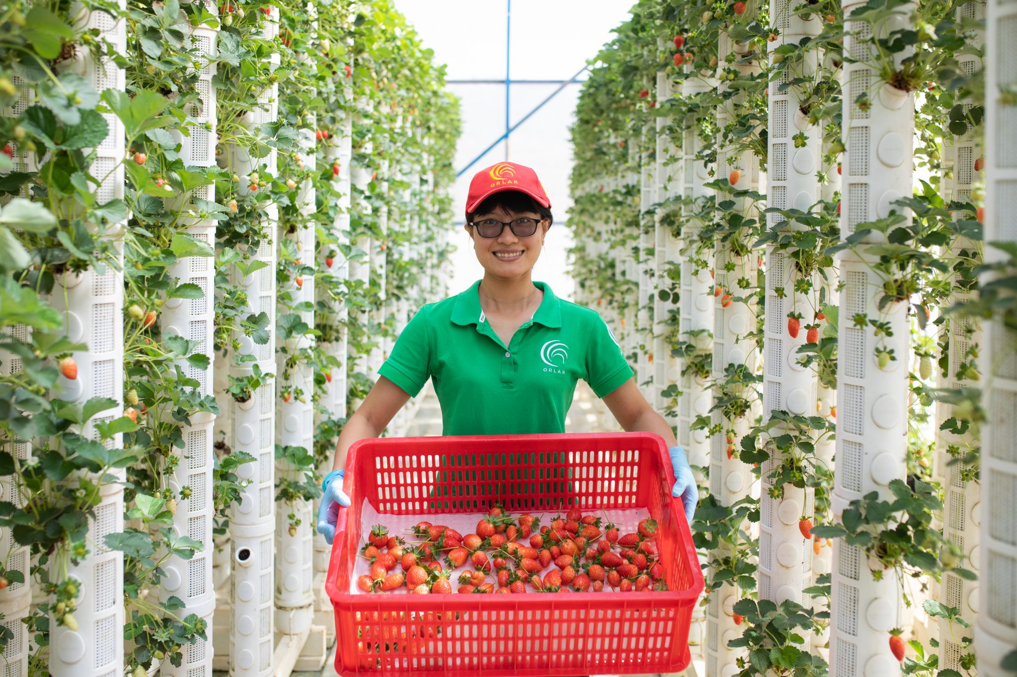 Woman in green shirt and red hat smiles, holding crate of strawberries in hydroponic farm with strawberries growing vertically on white pipes.