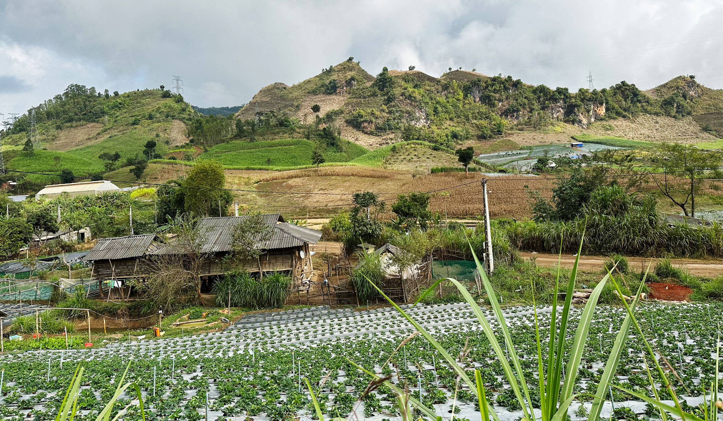 Upland agroforestry for incomes and carbon sequestration in Vietnam