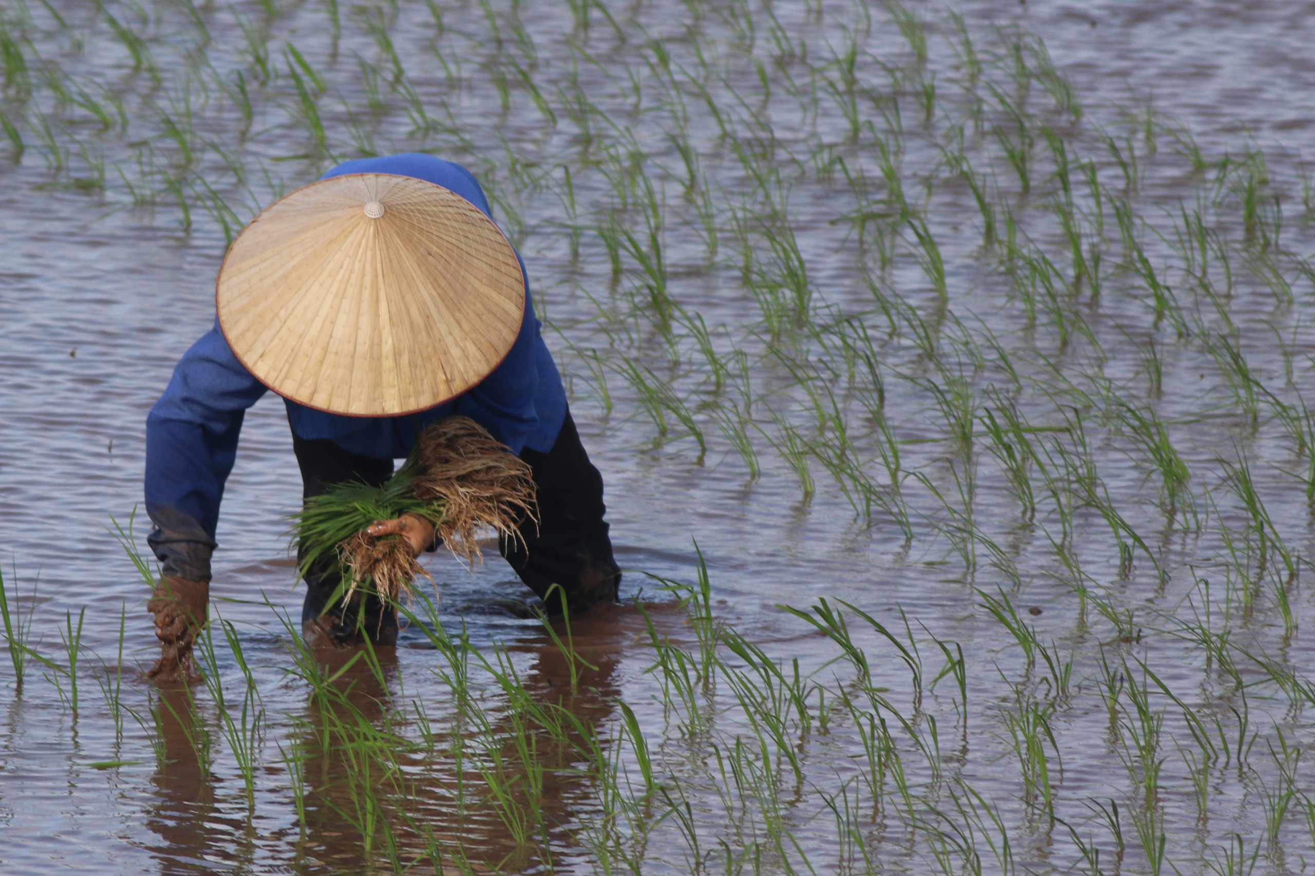 Scaling carbon markets access for sustainable rice producers in Vietnam